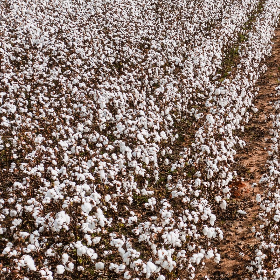 Lackluster end to 2024/25 cotton marketing year despite export recovery