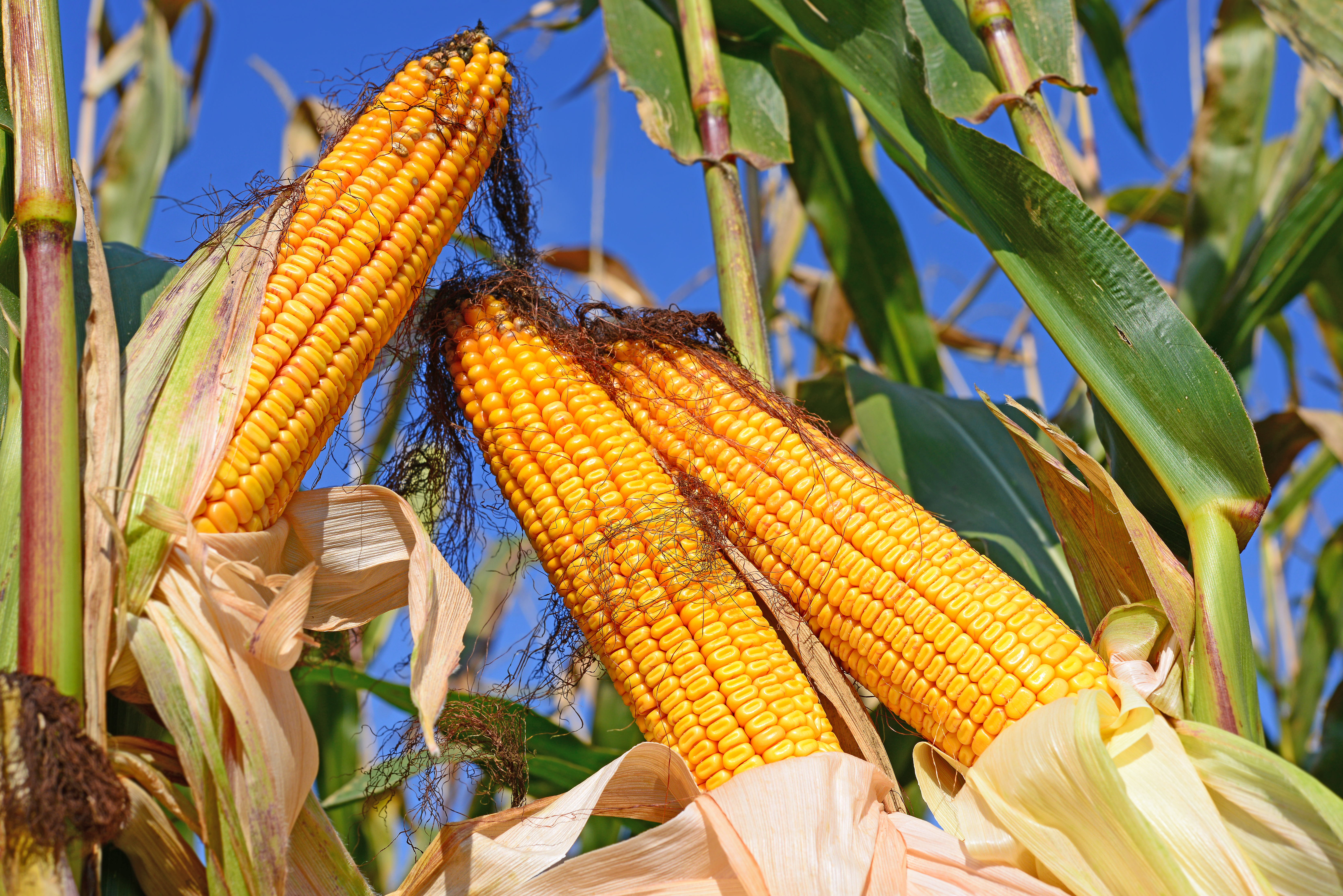 Corn and soybean inspections rebound, wheat dips