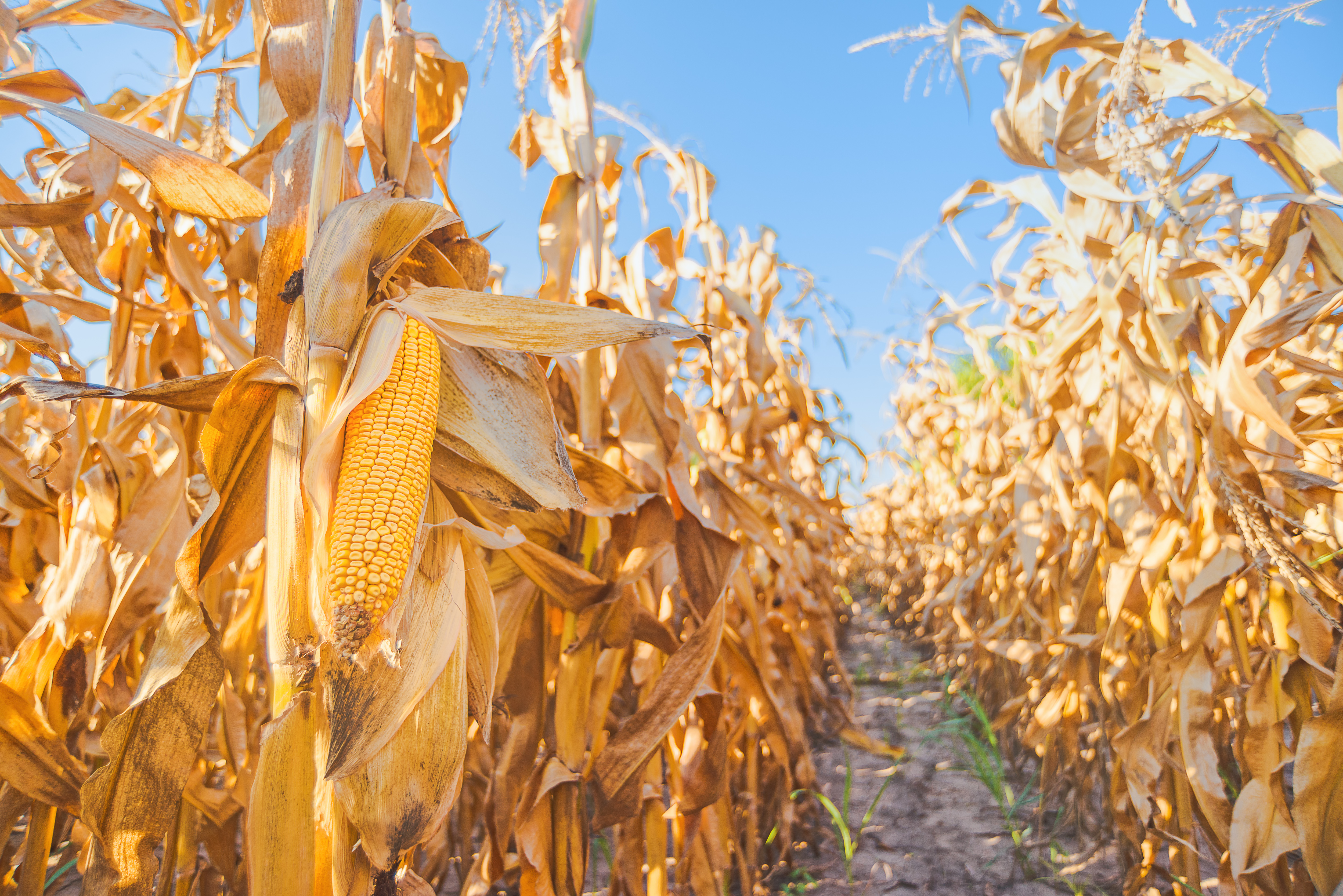 Morning Grain Comments – September 11, 2025