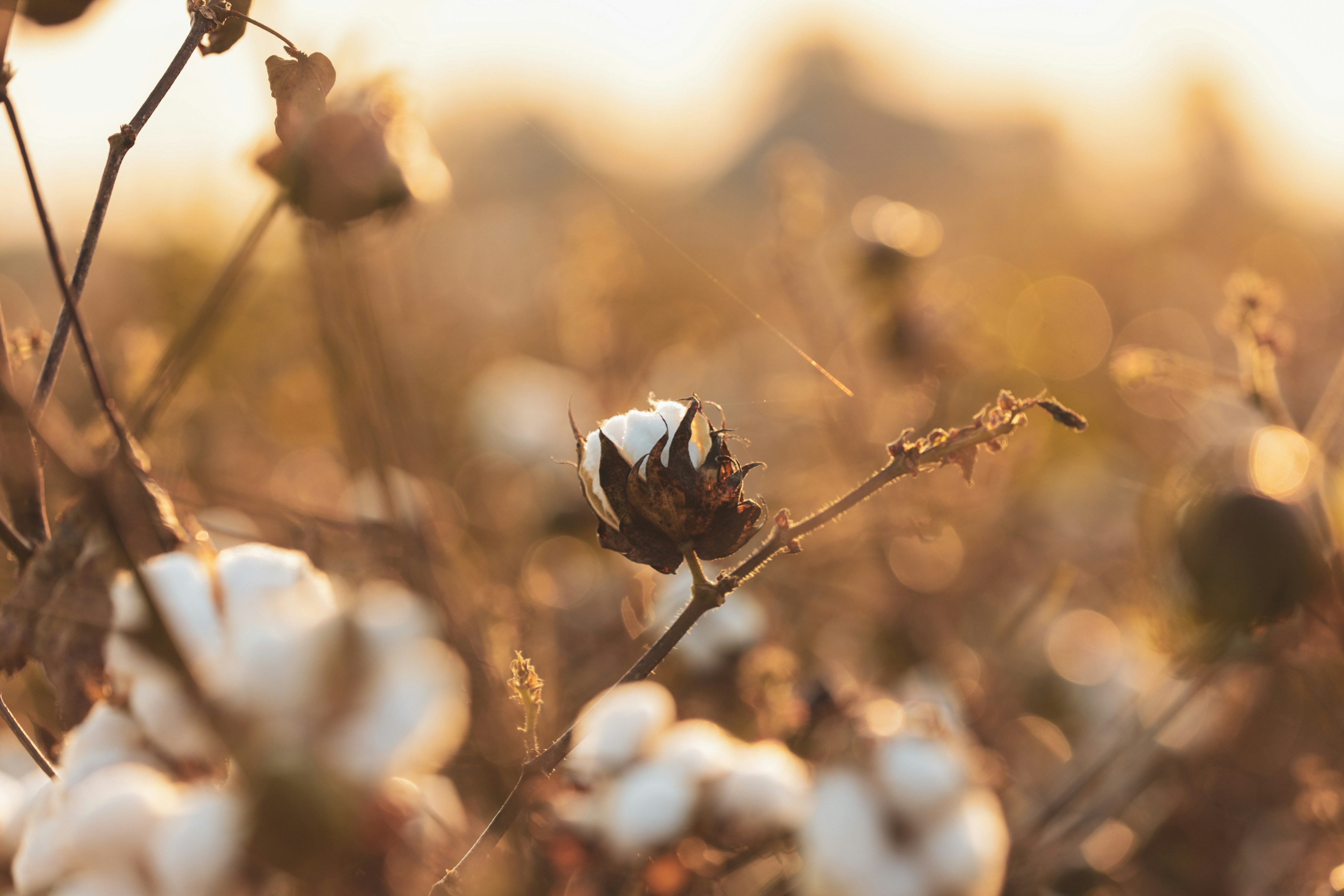 Cotton gets relief rally in range trade