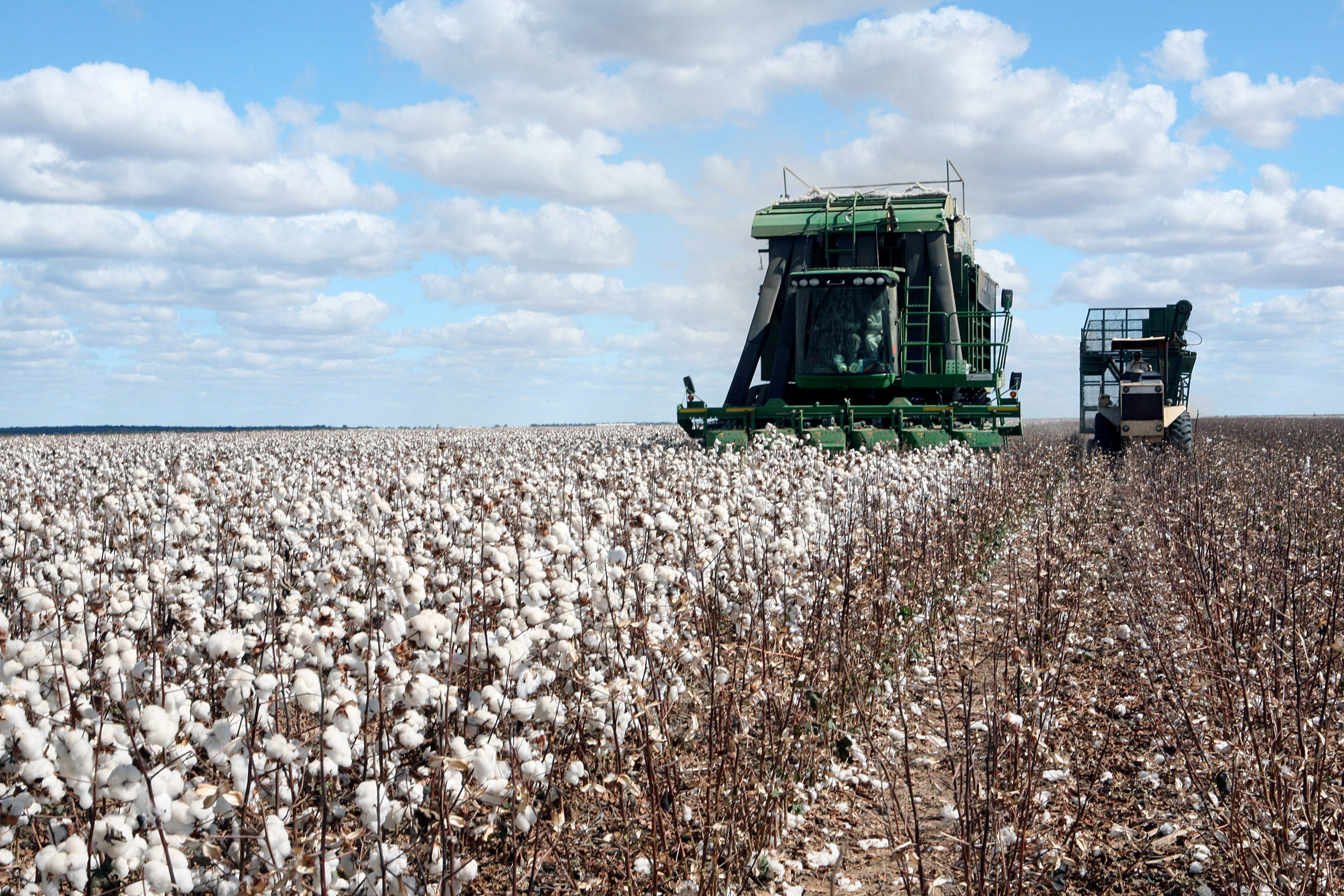 Cotton rallies as USDA trims ending stocks forecast