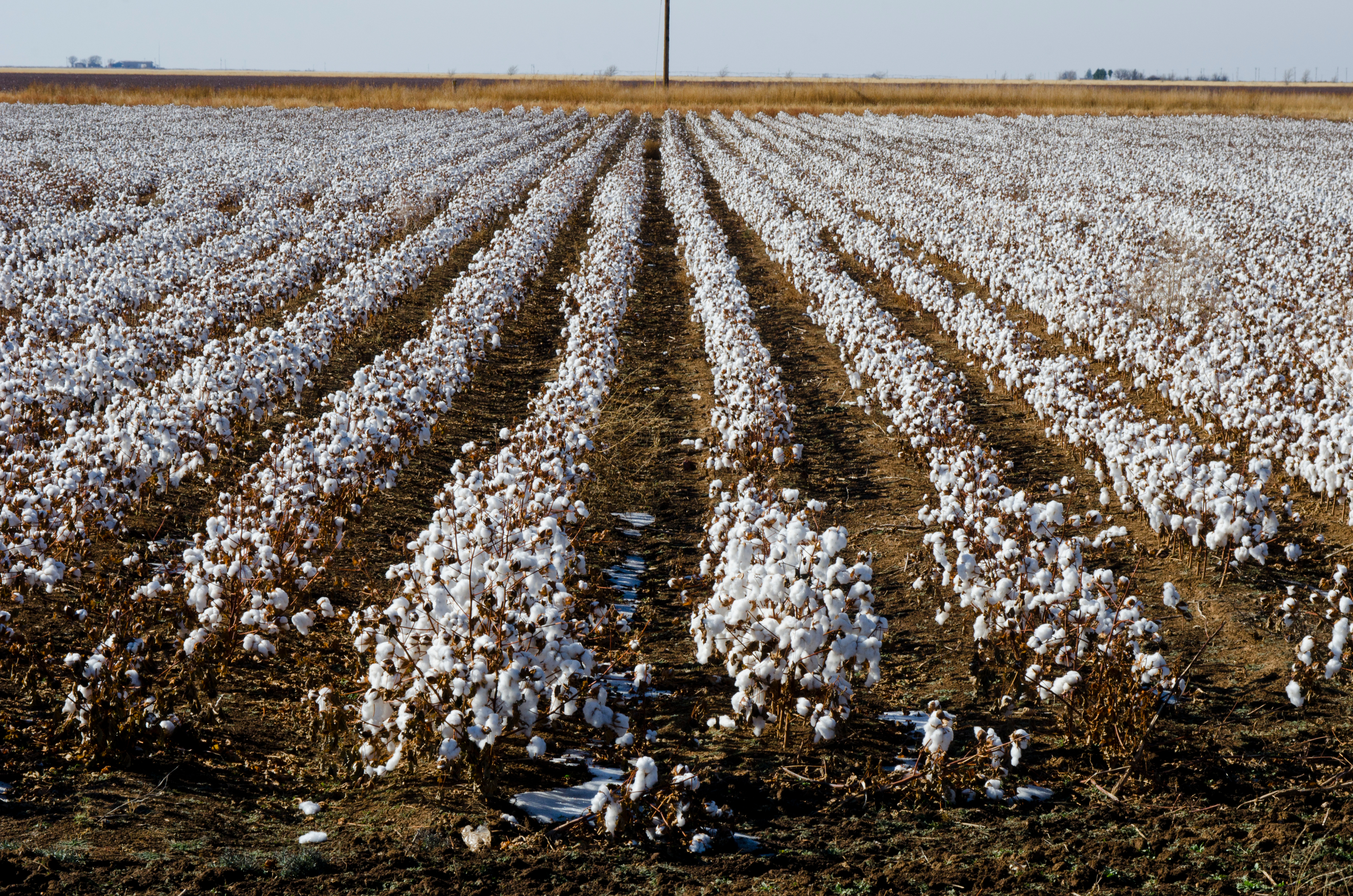 Cotton posts limited recovery after contract lows