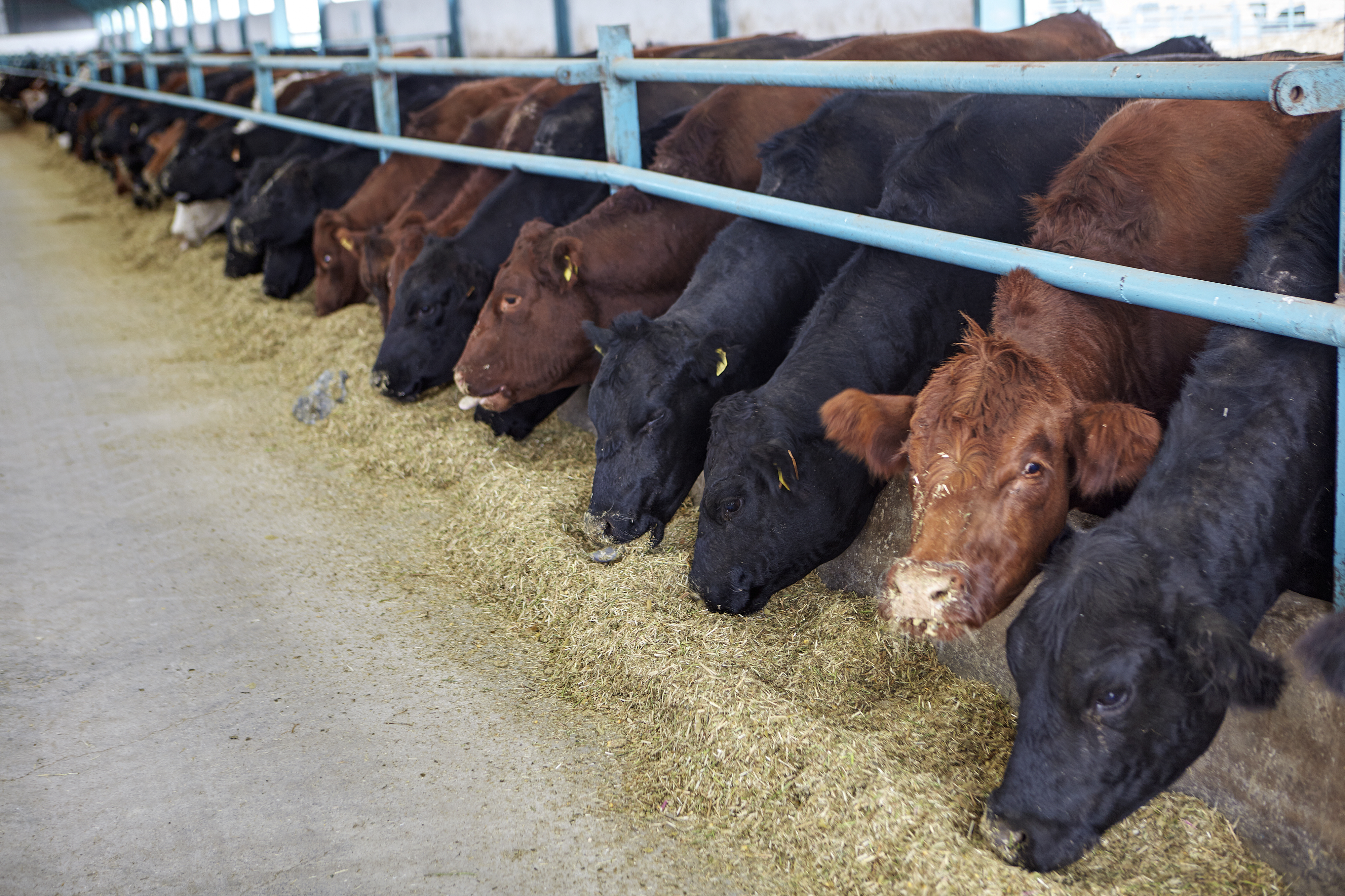 Cattle futures plummet amid market uncertainty