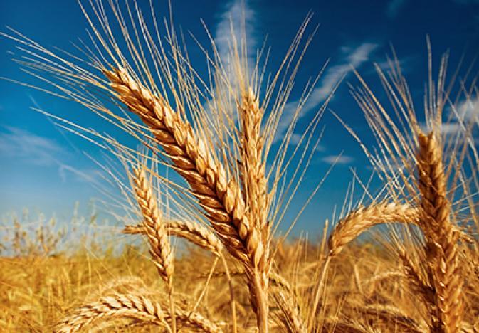 Morning Grain Comments – September 25, 2025