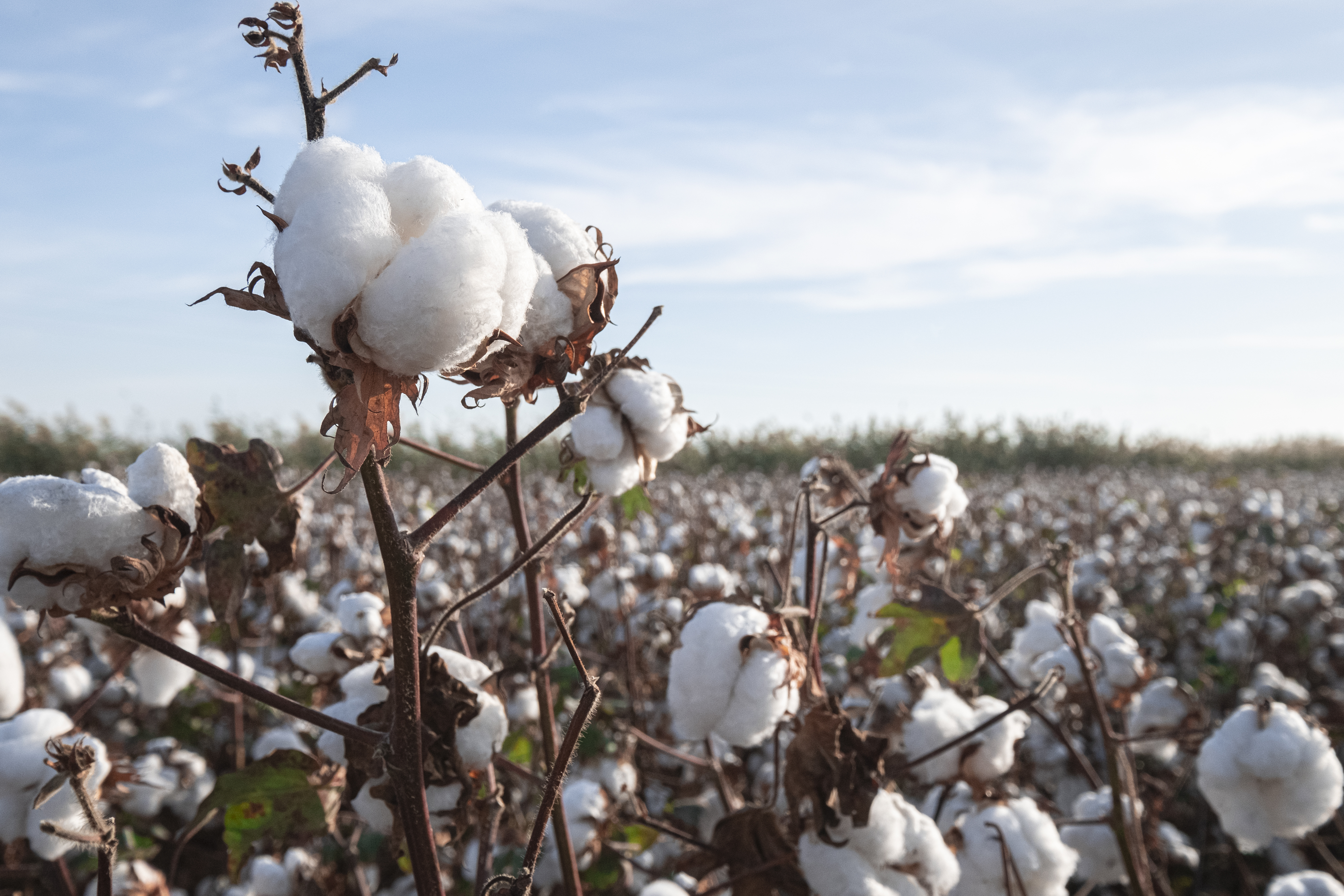 Cotton futures testing key resistance areas