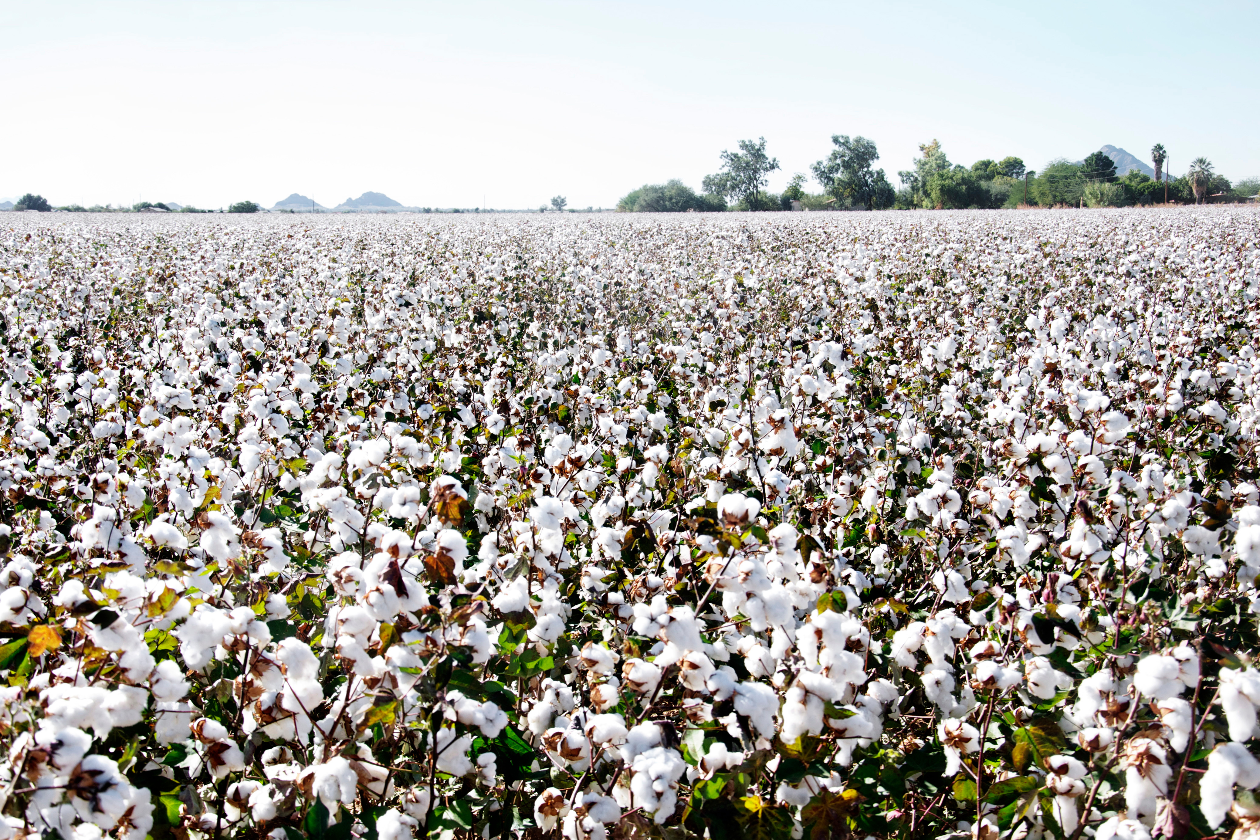 Cotton futures look to recover from contract lows