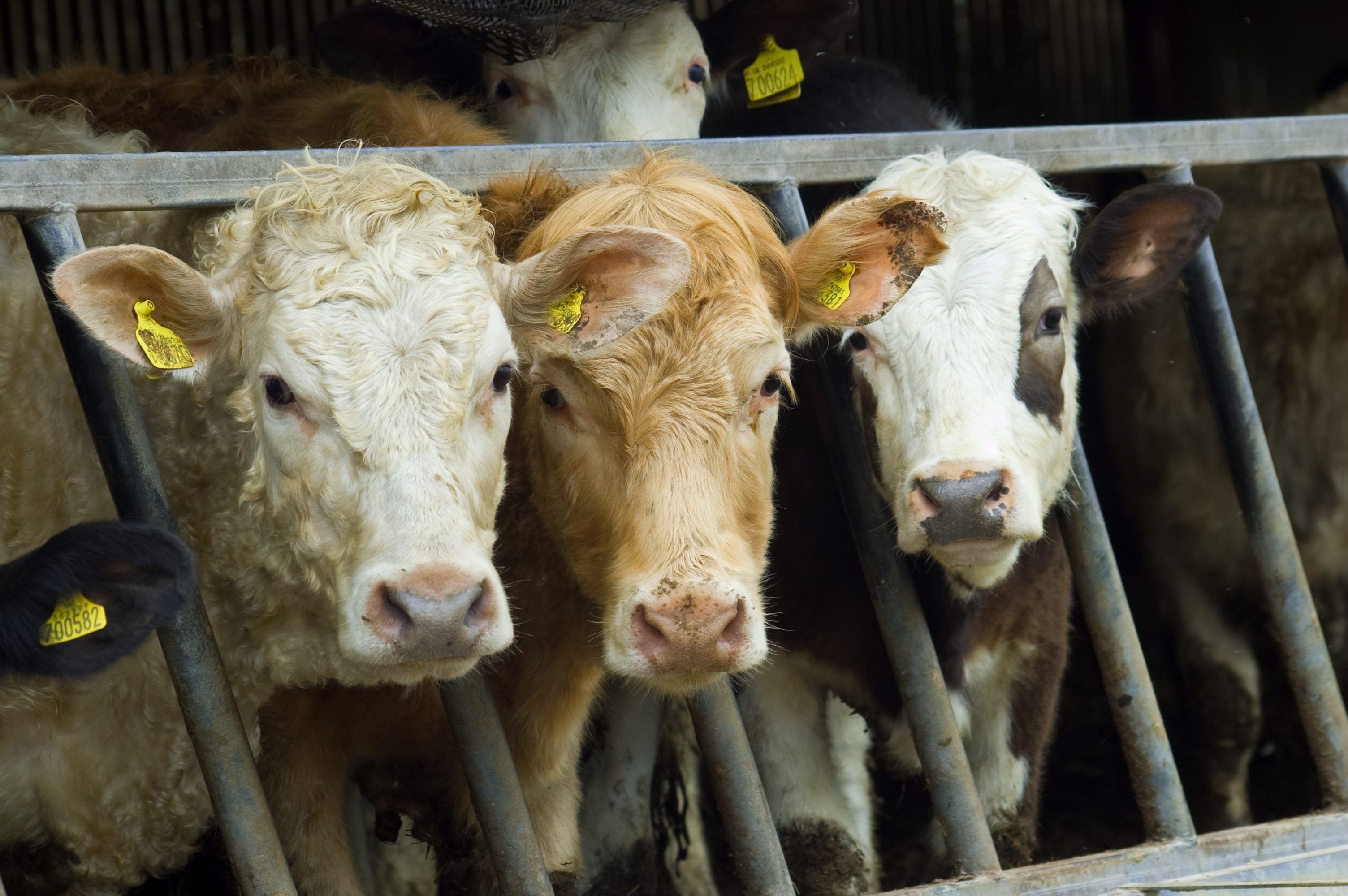 Livestock futures surge amid hopes of government reopening