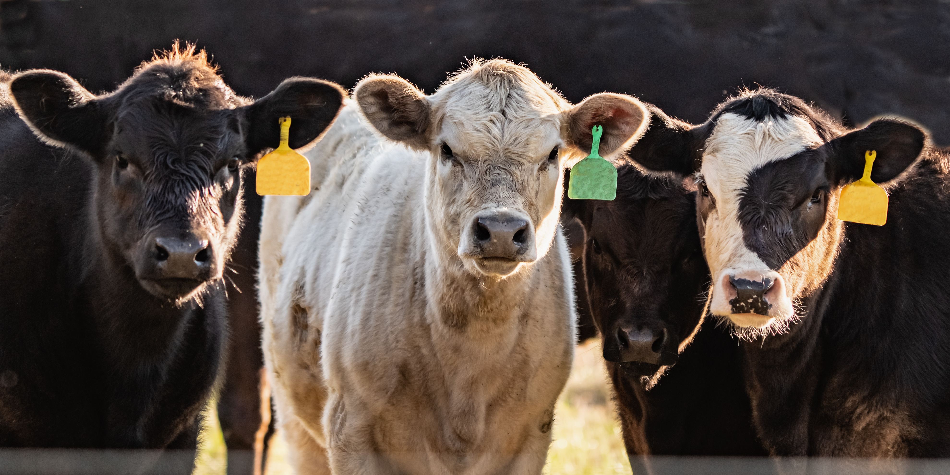 Feeders lead cattle rally to key technical levels