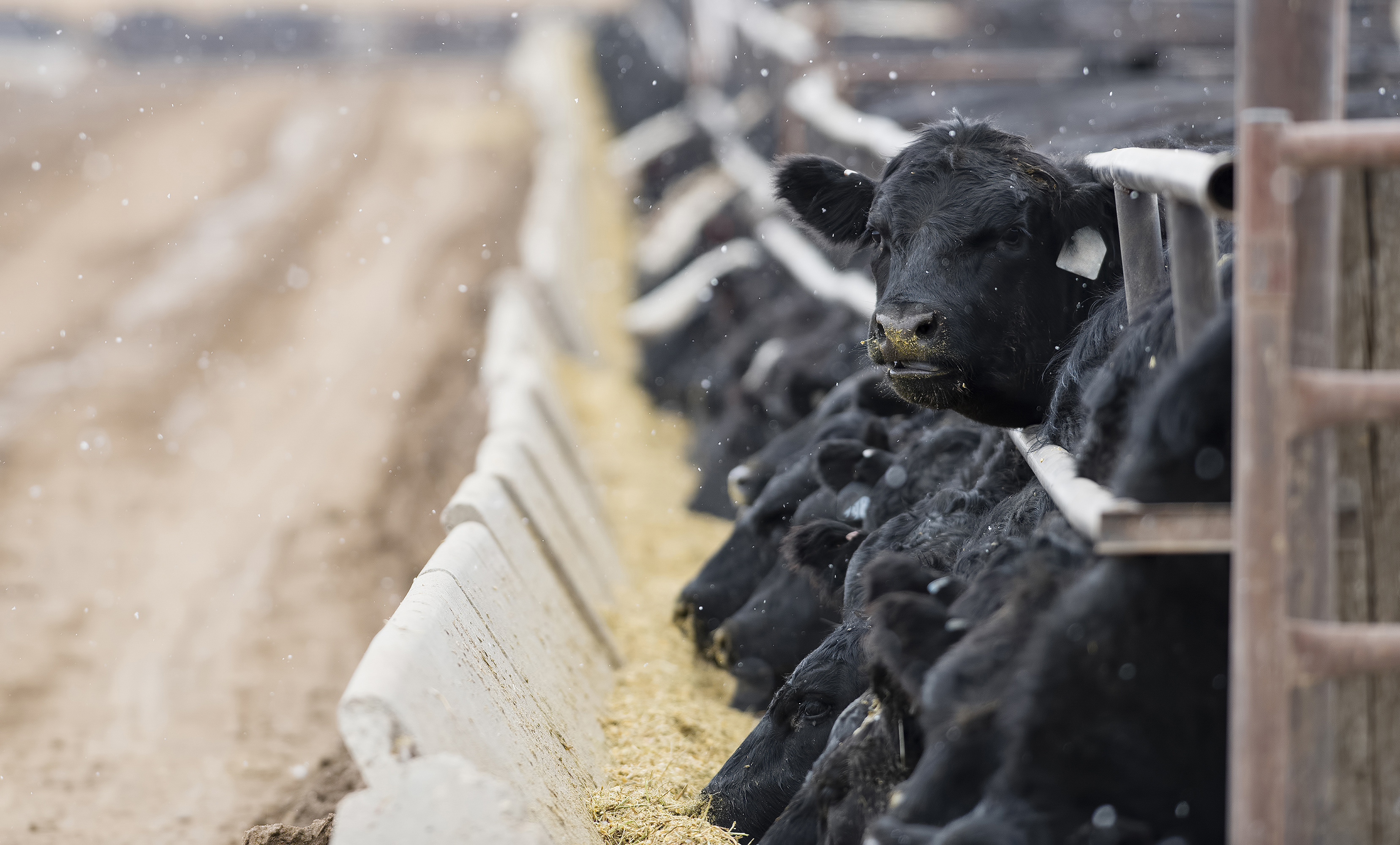 Cattle complex regains bullish momentum ahead of April