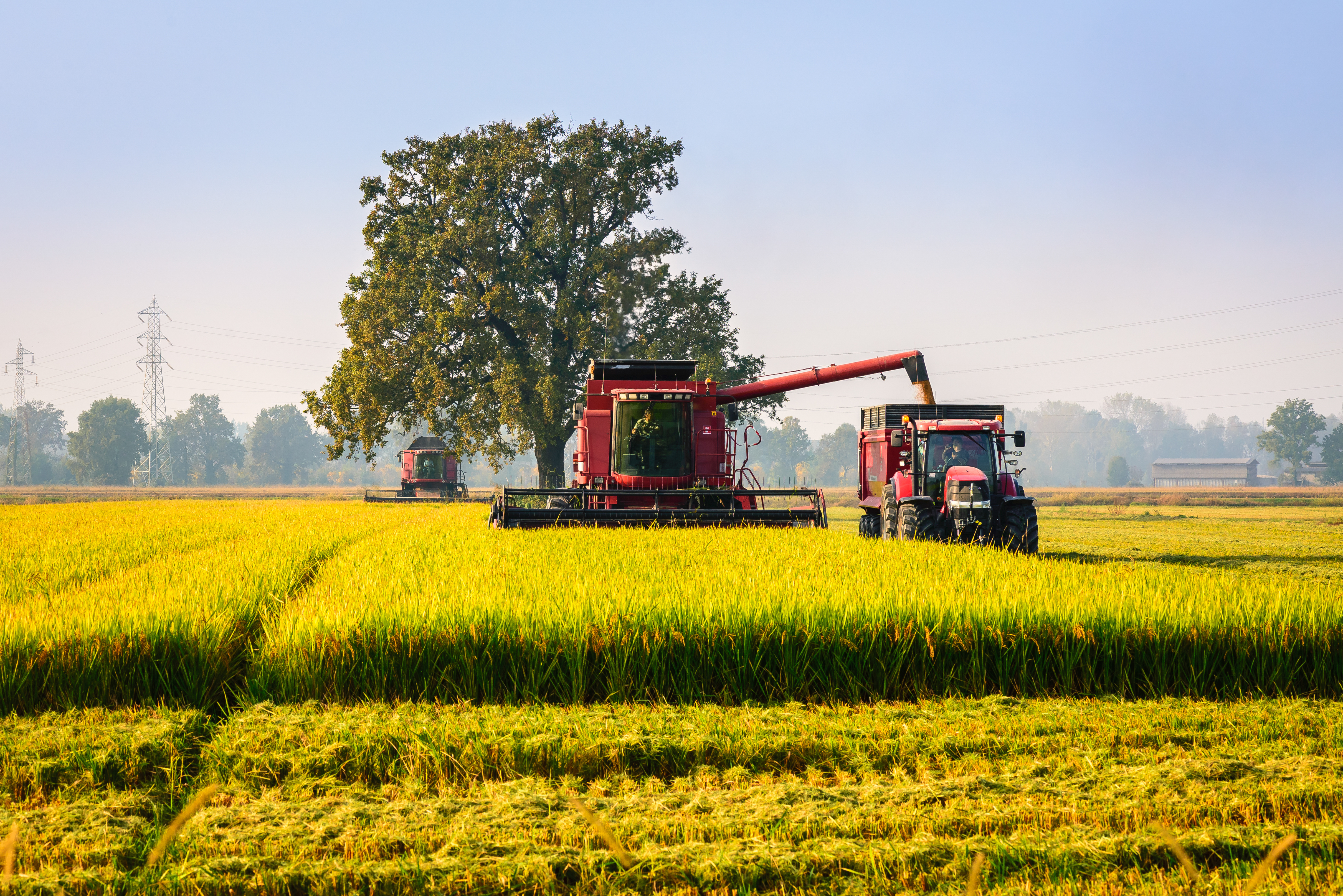 Rice futures pause rally amid bearish fundamentals