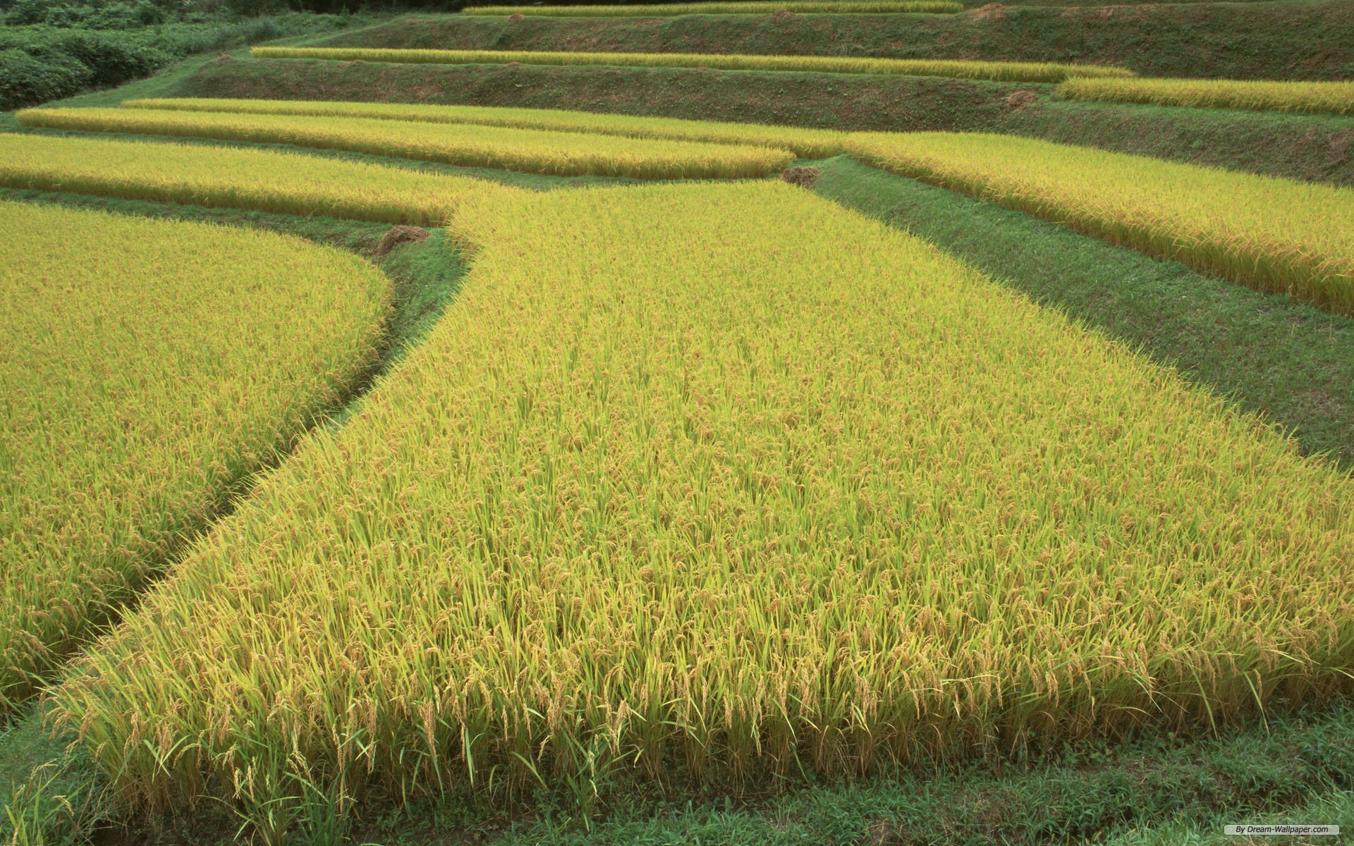 Global supply glut weighing on rice prices