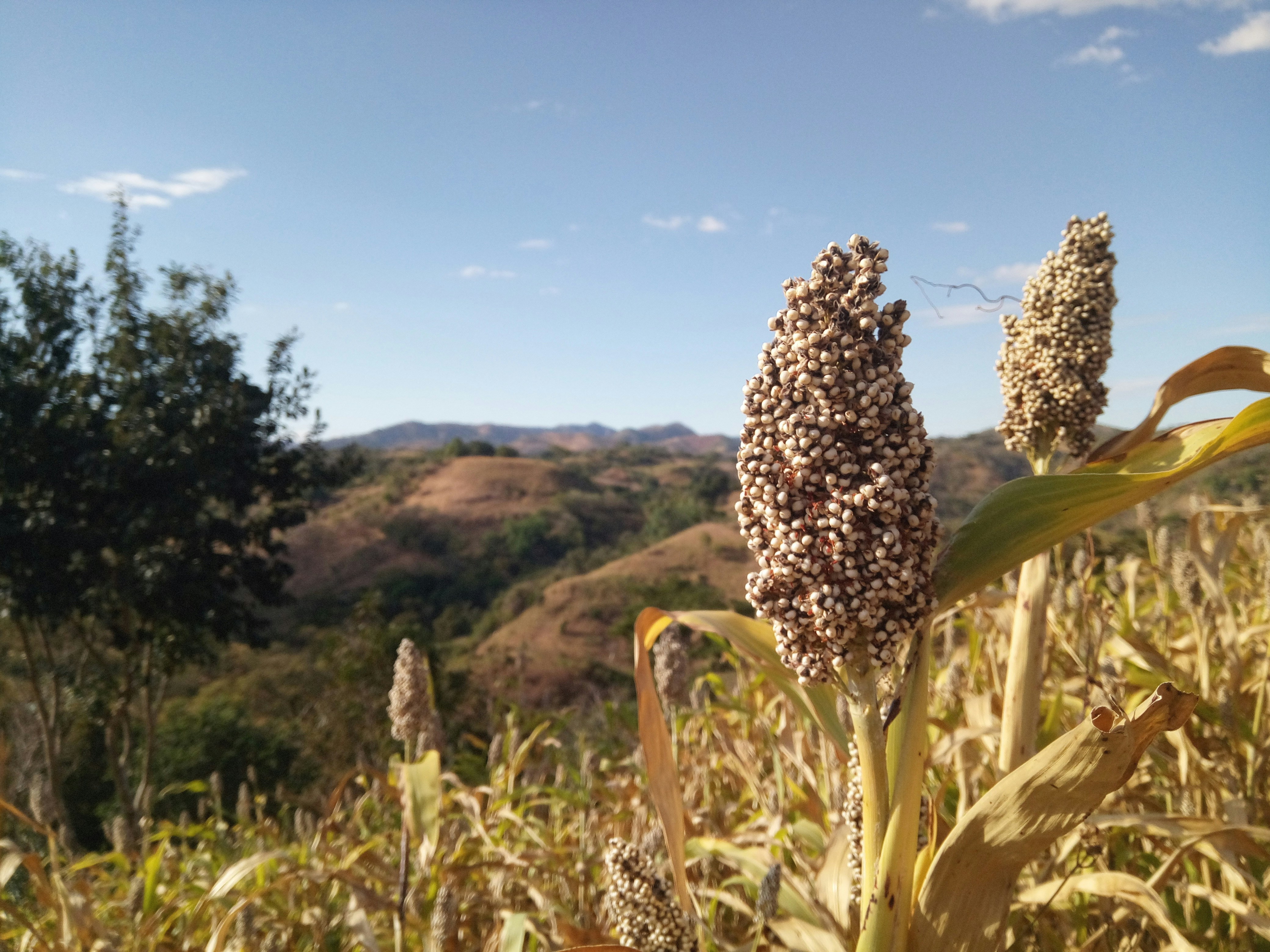 China steps back in with U.S. sorghum purchases