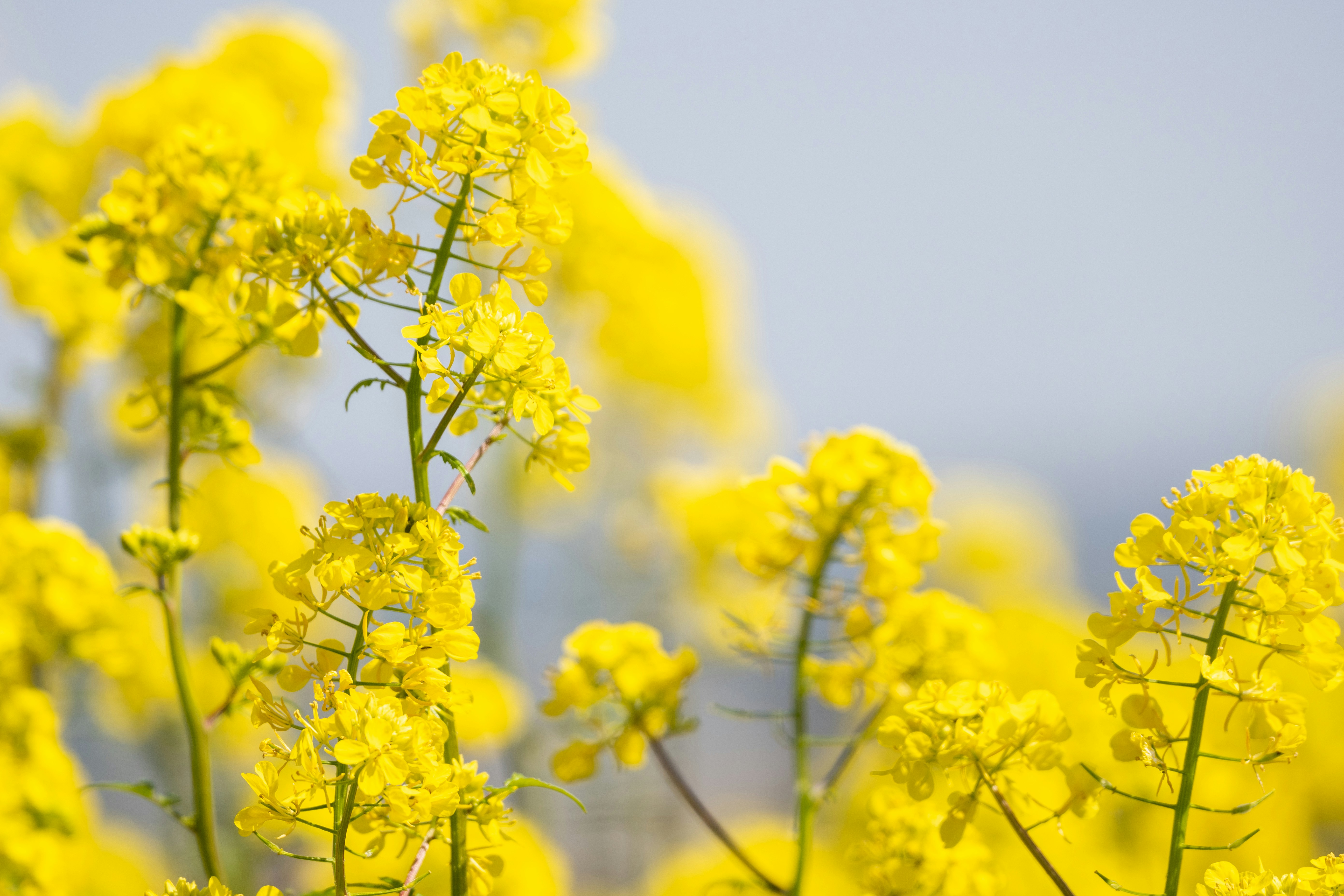 Canola firms as China resumes Canadian purchases