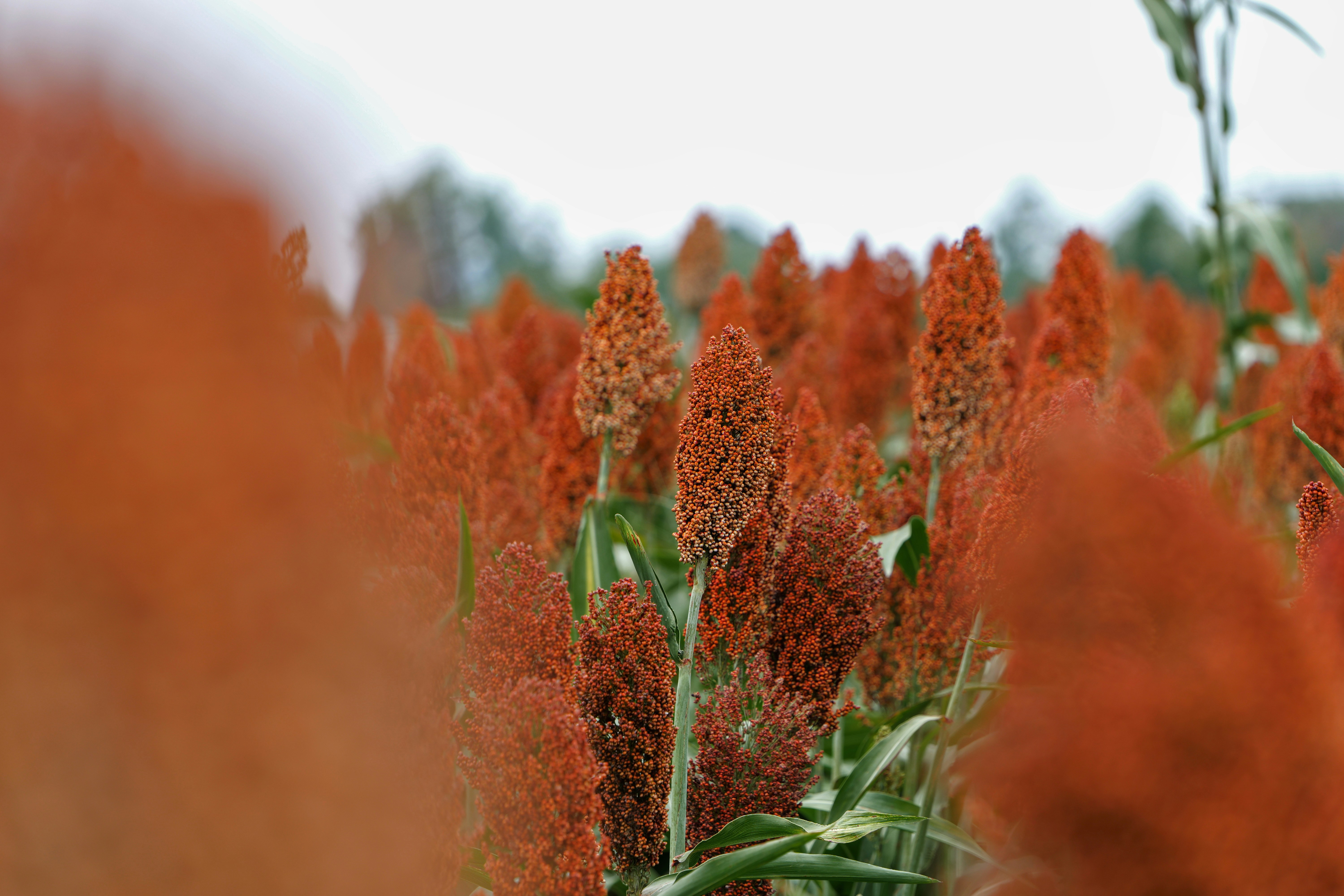 US sorghum exports rebound on China demand