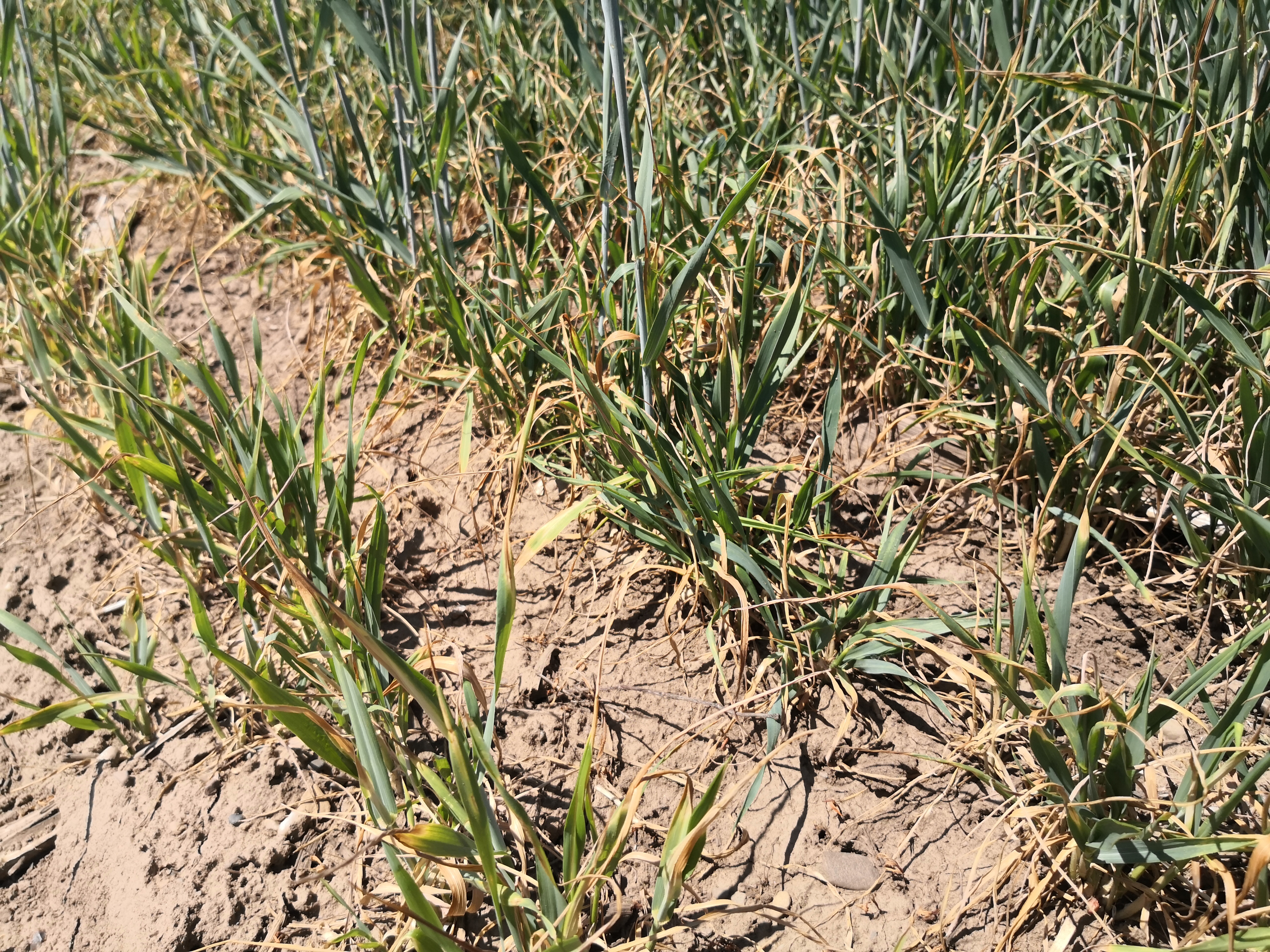 Drought Risks Emerging for U.S. Winter Wheat Areas